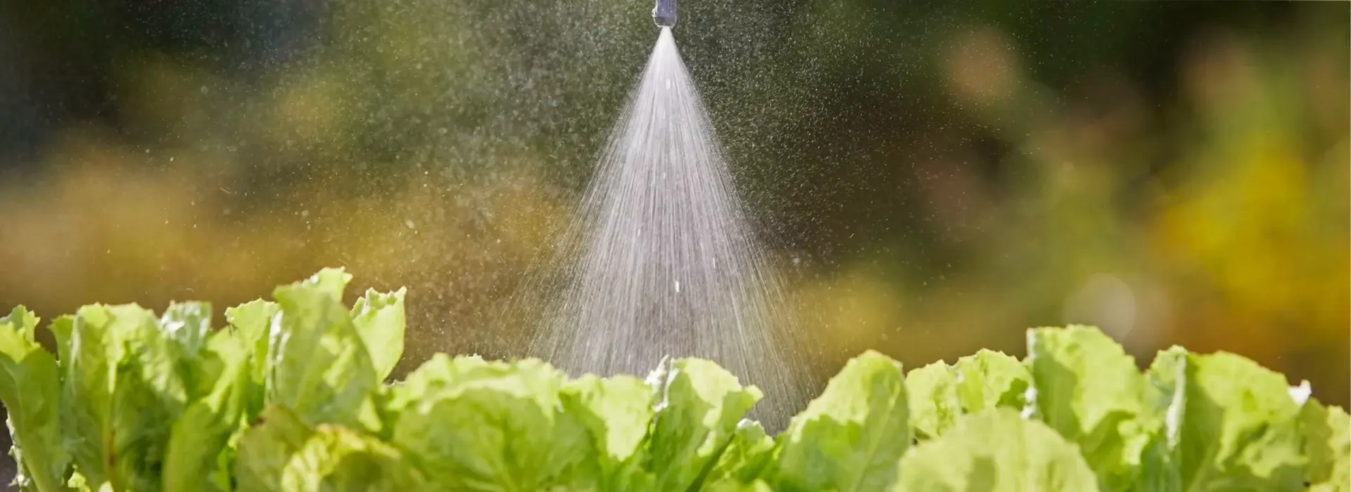 mist-irrigation-2-scaled